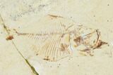 Three Fossil Fish And A Shrimp - Hjoula, Lebanon - #162703-1